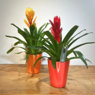 Bromelia Planta