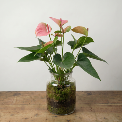 Anthurium