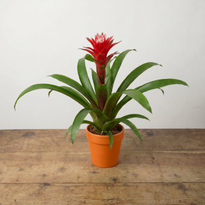 Guzmania Floralbir