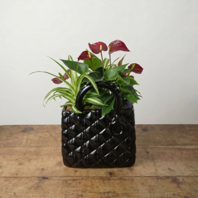 Jardín de Plantas en Bolso Negro Floralbir