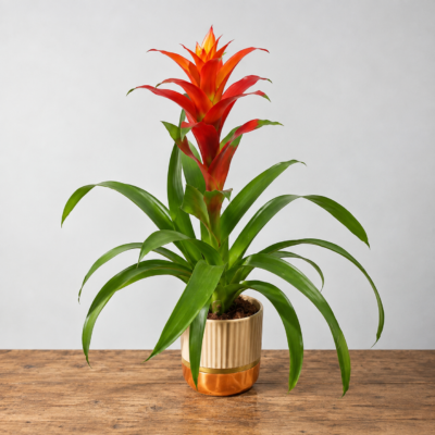 Bromelia Planta