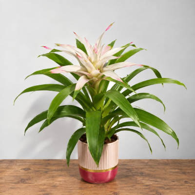 Guzmania Floralbir