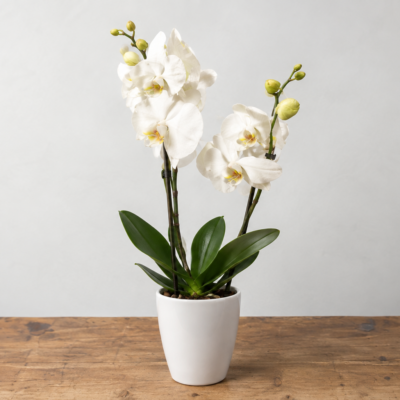Orquidea